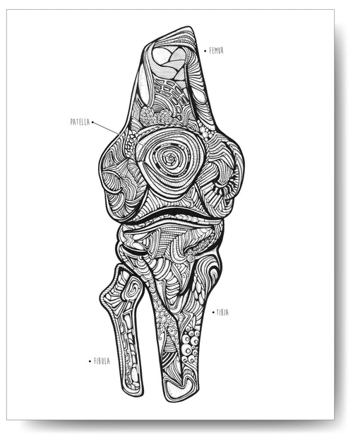 Knee Bones - 8x10 or 11x14