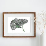 Green Liver - 8x10