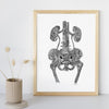 Urinary Tract - 8x10 or 11x14