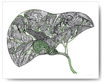 Green Liver - 8x10