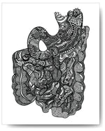 The Gut (Intestines & Stomach) - 8x10 or 11x14