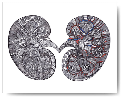 Kidney - 8x10 or 11x14