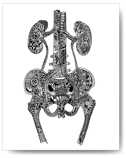 Urinary Tract - 8x10 or 11x14