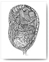 Womb - 8x10 or 11x14